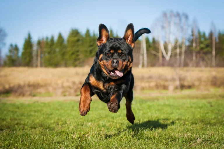 Rottweiler sprinting happily across a green field