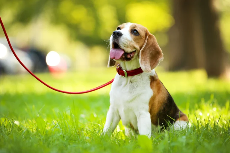 Beagle on a leash holding a calm sit in a park